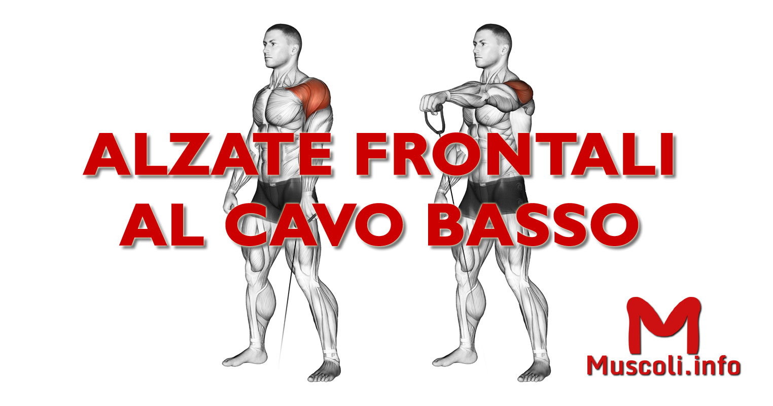 Alzate frontali al cavo basso ad un braccio - esercizio per spalle - 💪  Muscoli.info