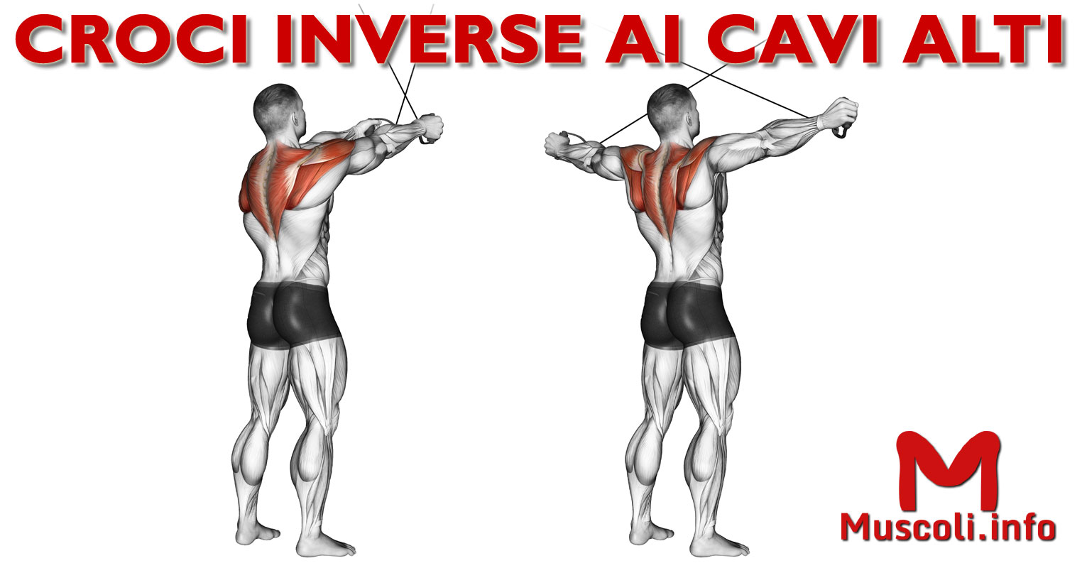 Croci Ai Cavi Alti Muscoli Coinvolti