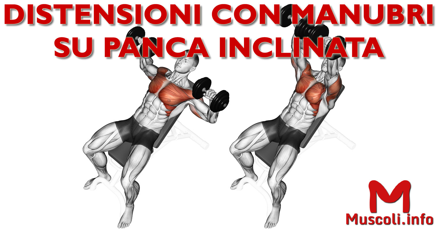 Distensioni Con Manubri Su Panca Inclinata Esercizio Per Pettorali Muscoli Info