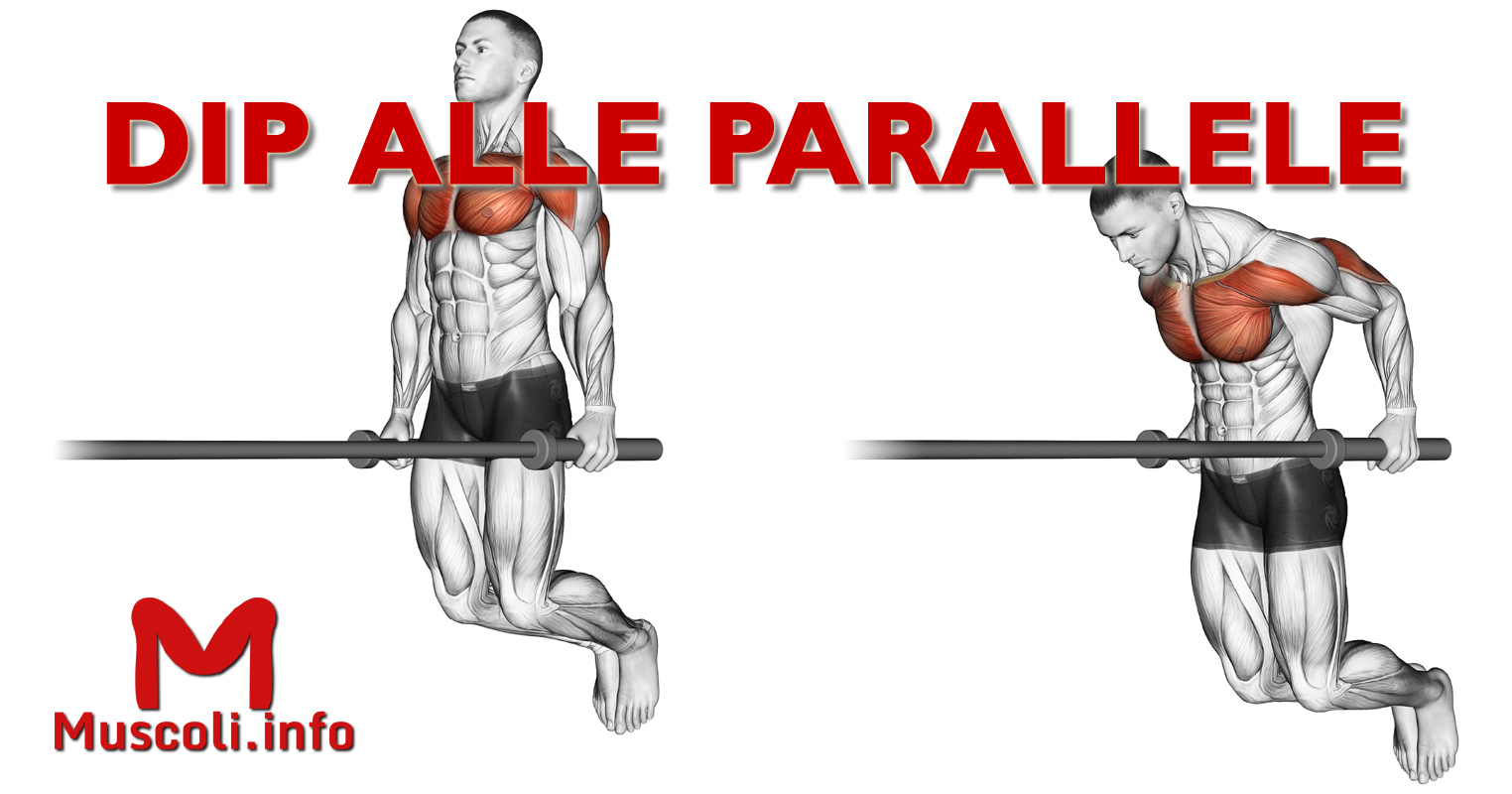 Distensioni o dip alle parallele - esercizio per tricipiti - Muscoli.info