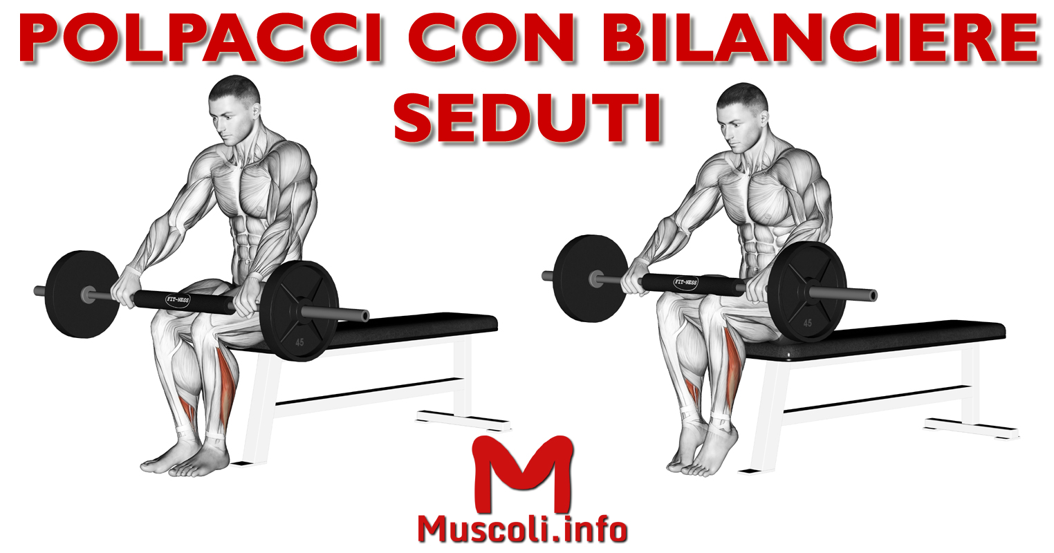 Polpacci (calf) con bilanciere seduti esercizio per soleo Muscoli.info