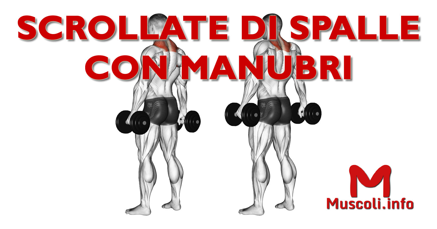 Scrollate di spalle con manubri esercizio per il trapezio Muscoli.info