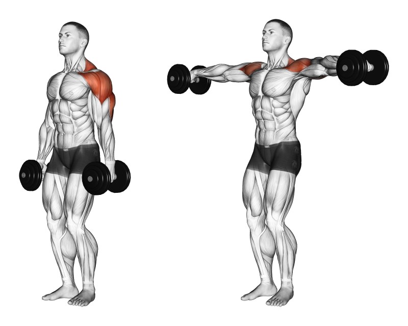 alzate laterali con manubri - esercizio per le spalle (deltoide laterale)