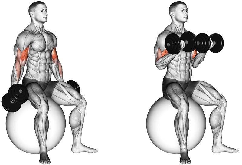 curl con manubri a presa supina su fitball - esercizio per bicipiti