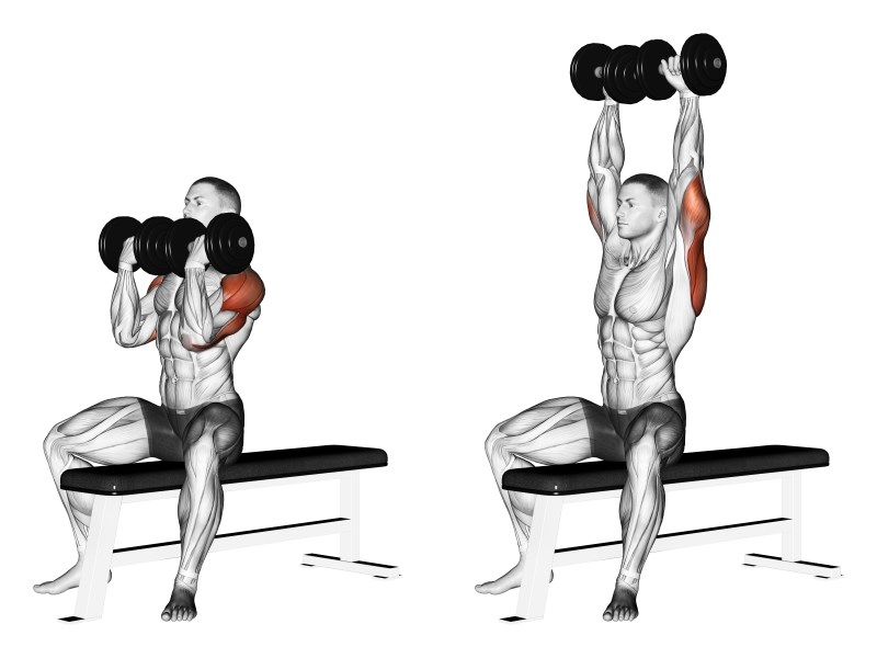 arnold press - distensioni con manubri da seduto alla Arnold Schwarzenegger - esercizio per le spalle (deltoide anteriore)
