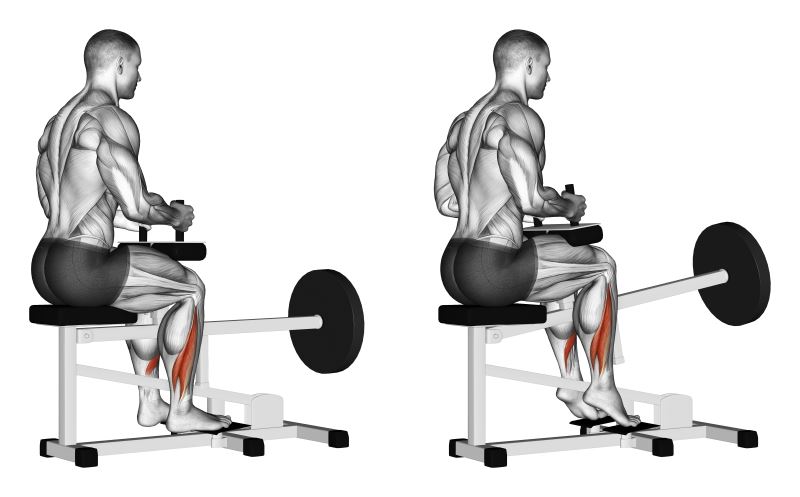 polpacci (calf) alla macchina seduti - esercizio per polpacci