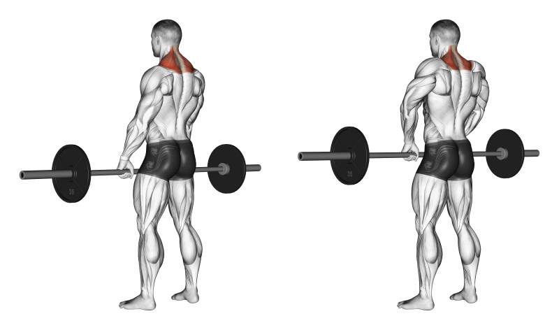 scrollate di spalle con bilanciere - esercizio per trapezio