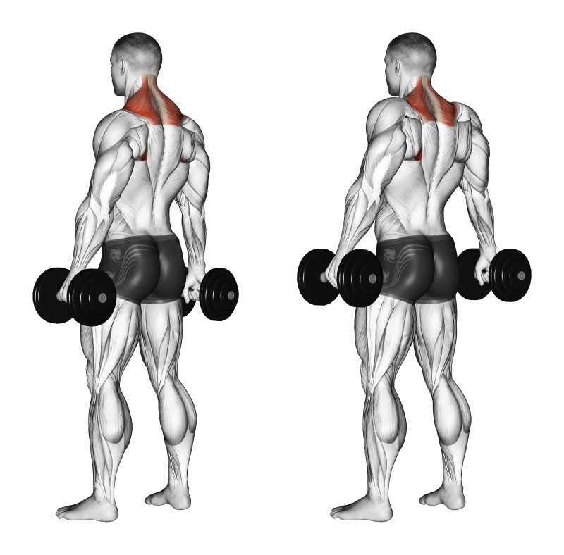 scrollate di spalle con manubri - esercizio per trapezio