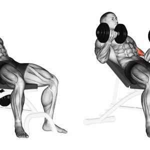 curl con manubri a presa supina su panca inclinata - esercizio per bicipiti