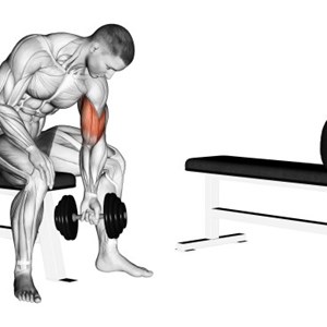 curl in concentrazione - esercizio per bicipiti