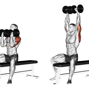arnold press - distensioni con manubri da seduto alla Arnold Schwarzenegger - esercizio per le spalle (deltoide anteriore)