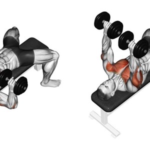Esercizi Per Pettorali Muscoli Info