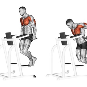 distensioni o dip alle parallele  della sedia del capitano - esercizio per tricipiti e pettorali