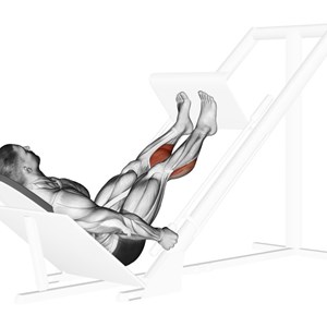 polpacci alla pressa a 45° - esercizio per polpacci