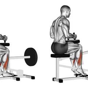 polpacci (calf) alla macchina seduti - esercizio per polpacci