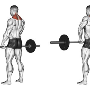 scrollate di spalle con bilanciere - esercizio per trapezio