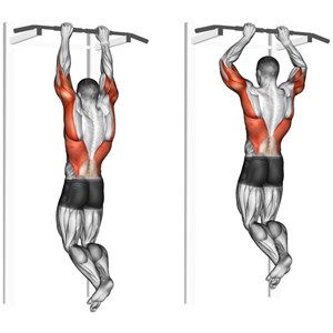 Sovraspinato Muscoli Info